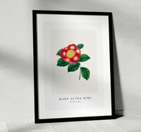 Mary Altha Nims - Chinese Flower