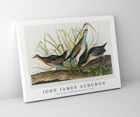 John James Audubon - Sora; or Rail from Birds of America (1827)