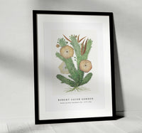 Robert Jacob Gordon - Hoodia gordonii Bushman’s hat (1777–1786)