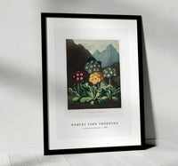 Robert John Thornton - A Group of Auriculas from The Temple of Flora (1808)