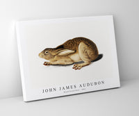 John James Audubon - Black-Tailed Hare (1841)