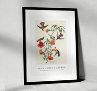 John James Audubon - Mango Hummingbird from Birds of America (1827)