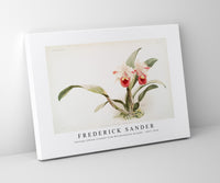 Frederick Sander - Cattleya labiata trianaei from Reichenbachia Orchids-1847-1920