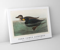 John James Audubon - American Scoter Duck from Birds of America (1827)