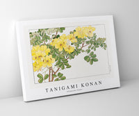 Tanigami Konan - Allamanda flower