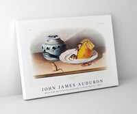 John James Audubon - Mouse (Mus-musculus) from the viviparous quadrupeds of North America (1845)