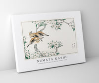 Numata Kashu - Japanese Meadow Bunting and Pear Flower illustration from Pictorial Monograph of Birds (1885)