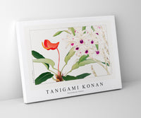 Tanigami Konan - Dendobium flower