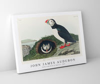 John James Audubon - Puffin from Birds of America (1827)