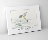 Numata Kashu - Eastern Grey Wagtail illustration from Pictorial Monograph of Birds (1885)