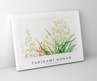 Tanigami Konan - Ornithogalum flower