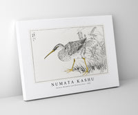 Numata Kashu - Eastern Whimbrel and Wisteria Vine illustration from Pictorial Monograph of Birds (1885)