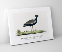 Robert Jacob Gordon - Afrotis afra Southern black korhaan (1778)
