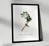 John James Audubon - Yellow-throated Vireo from Birds of America (1827)