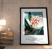 Robert John Thornton - The Nodding Renealmia from The Temple of Flora (1807)