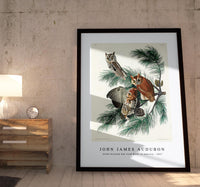 John James Audubon - Little Screech Owl from Birds of America (1827)