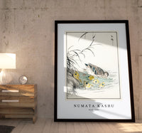 Numata Kashu - Duck illustration from Pictorial Monograph of Birds (1885)