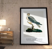 Robert Jacob Gordon - Elanus caeruleus Black-winged kite (1777–1786)