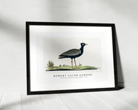 Robert Jacob Gordon - Afrotis afra Southern black korhaan (1778)