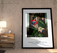 Robert John Thornton - The Winged Passion-Flower from The Temple of Flora (1807)