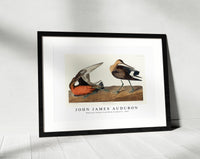 John James Audubon - Hudsonian Godwit from Birds of America (1827)