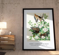 John James Audubon - Carolina Pigeon from Birds of America (1827)