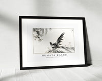 Numata Kashu - Japanese Magpie and Waterfall illustration from Pictorial Monograph of Birds (1885)