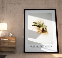 Frederick Sander - Angræcum humblotii from Reichenbachia Orchids-1847-1920