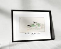 Numata Kashu - Gull illustration from Pictorial Monograph of Birds (1885)