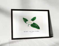 Mary Altha Nims - Magnolia