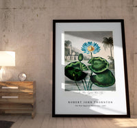 Robert John Thornton - The Blue Egyptian Water-Lily from The Temple of Flora (1807)