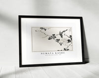 Numata Kashu - Pallas’s Blue Robin and Rose illustration from Pictorial Monograph of Birds (1885)