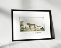 Robert Jacob Gordon - Acinonyx jubatus cheetah (1777–1786)