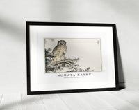 Numata Kashu - Japanese Scops Owl and Fir illustration from Pictorial Monograph of Birds (1885)