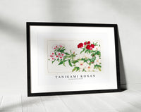 Tanigami Konan - Vintage godetia flower