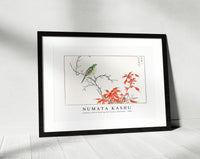 Numata Kashu - Japanese Yellow Bunting and Chinese Amaranth illustration from Pictorial Monograph of Birds (1885)