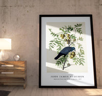 John James Audubon - American Crow from Birds of America (1827)