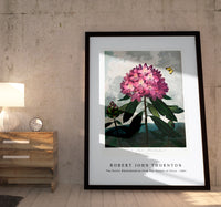 Robert John Thornton - The Pontic Rhododendron from The Temple of Flora (1807)