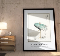 Numata Kashu - White-naped Crane and New Years Fern illustration from Pictorial Monograph of Birds (1885)