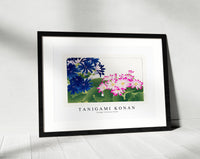 Tanigami Konan - Vintage cineraria flower