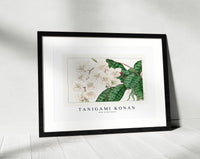 Tanigami Konan - Moth orchid flower