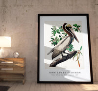 John James Audubon - Brown Pelican from Birds of America (1827)