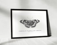 Cornelis ploos van amstel - Vlinder-1763-1789