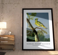 Barbara Regina Dietzsch - Groenling (European Greenfinch)