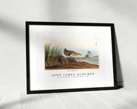 John James Audubon - Yellow-breasted Rail from Birds of America (1827)