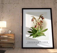 Frederick Sander - Cypripedium morganiæ burfordiense from Reichenbachia Orchids-1847-1920