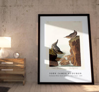 John James Audubon - Columbian Water Ouzel and Arctic Water Ouzel from Birds of America (1838)