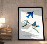 John James Audubon - Blue-bird from Birds of America (1827)