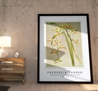 Frederick Sander - Cymbidium lowianum from Reichenbachia Orchids-1847-1920