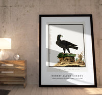 Robert Jacob Gordon - Aquila verreauxii Verreaux's eagle (1777–1786)